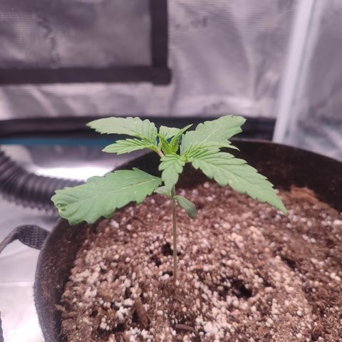 SUPER LEMON HAZE auto growlog timeline photo