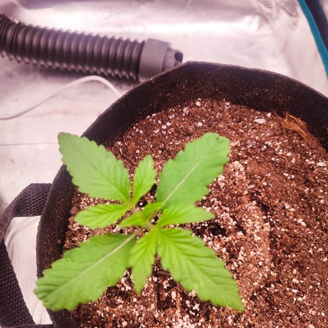 SUPER LEMON HAZE auto growlog timeline photo