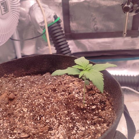 Green Gelato growlog timeline photo