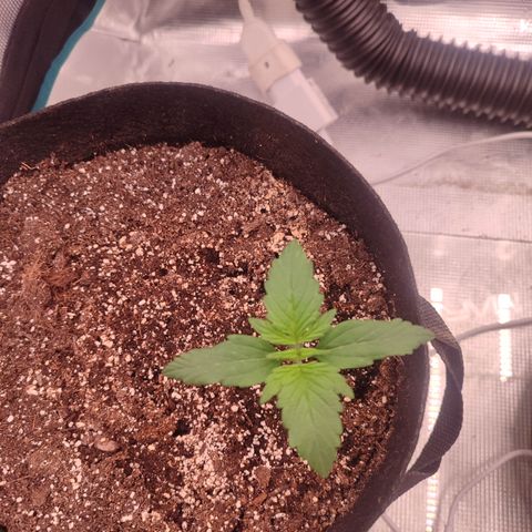 Green Gelato growlog timeline photo