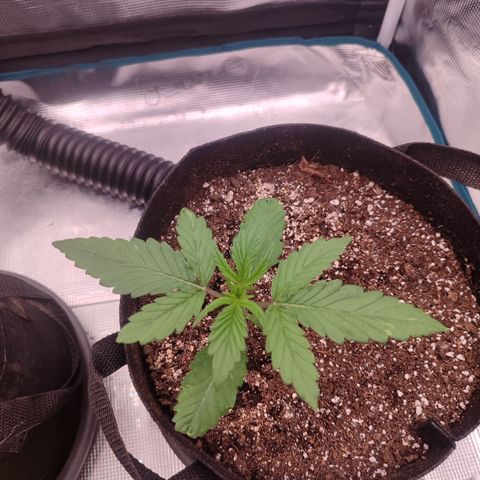SUPER LEMON HAZE auto growlog timeline photo