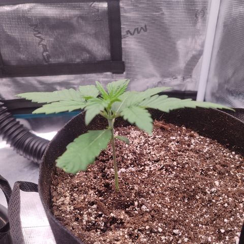 SUPER LEMON HAZE auto growlog timeline photo