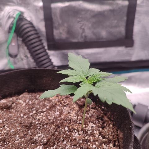 Green Gelato growlog timeline photo