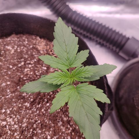 Green Gelato growlog timeline photo
