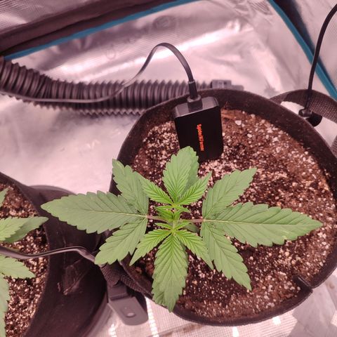 SUPER LEMON HAZE auto growlog timeline photo