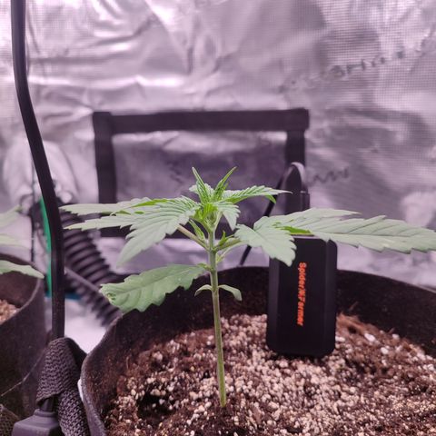 SUPER LEMON HAZE auto growlog timeline photo