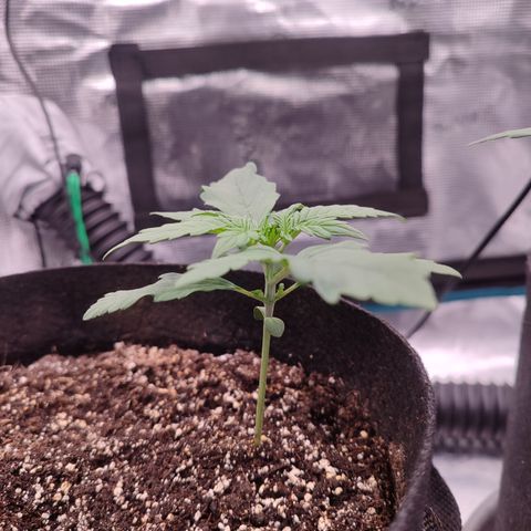 Green Gelato growlog timeline photo