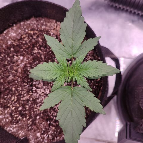 Green Gelato growlog timeline photo