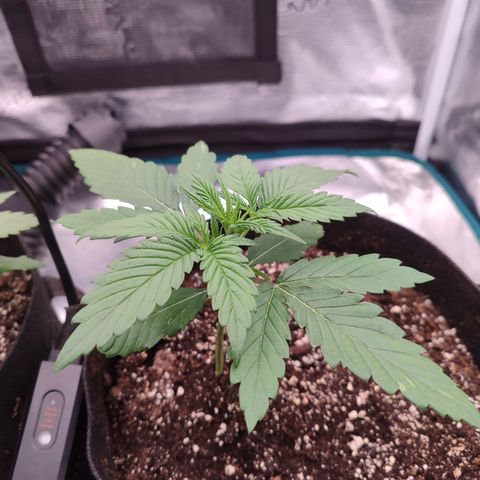SUPER LEMON HAZE auto growlog timeline photo