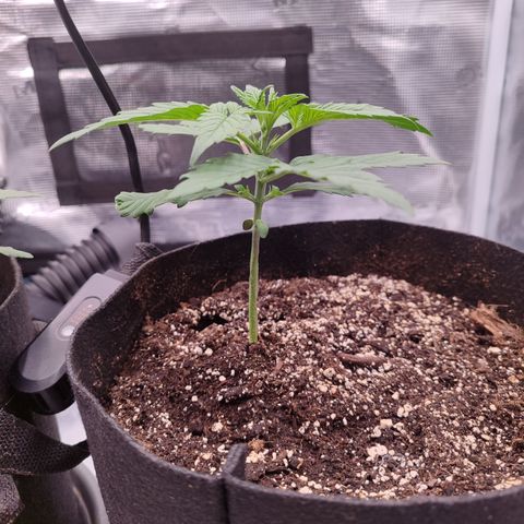 SUPER LEMON HAZE auto growlog timeline photo