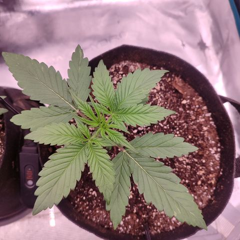 SUPER LEMON HAZE auto growlog timeline photo