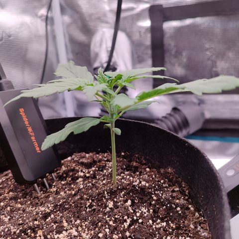 Green Gelato growlog photo: 9cm