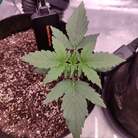 Green Gelato growlog photo: 9cm