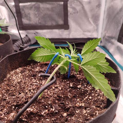 SUPER LEMON HAZE auto growlog timeline photo