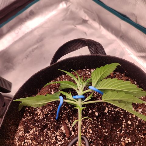 SUPER LEMON HAZE auto growlog timeline photo