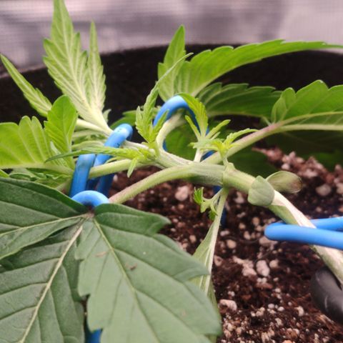 SUPER LEMON HAZE auto growlog timeline photo