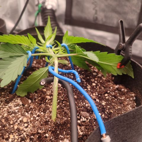 SUPER LEMON HAZE auto growlog timeline photo