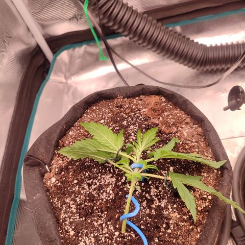 Green Gelato growlog timeline photo