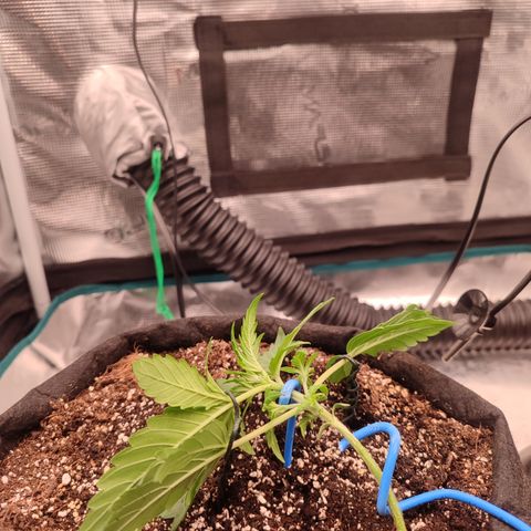 Green Gelato growlog timeline photo