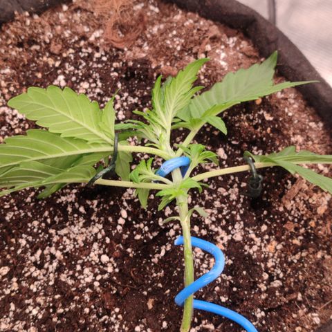 Green Gelato growlog timeline photo