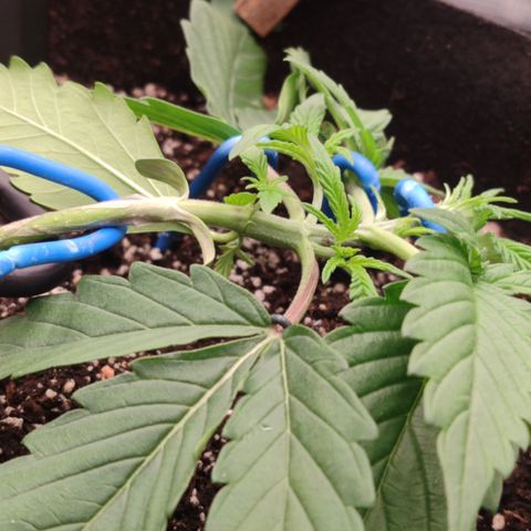 SUPER LEMON HAZE auto growlog timeline photo