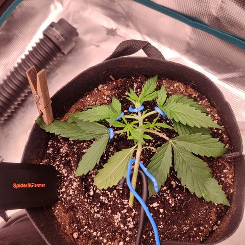 SUPER LEMON HAZE auto growlog timeline photo