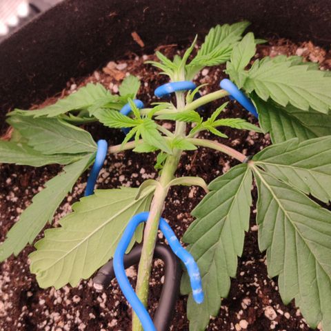 SUPER LEMON HAZE auto growlog timeline photo