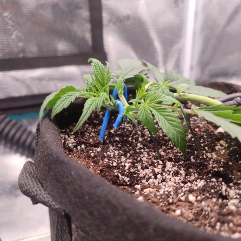 SUPER LEMON HAZE auto growlog timeline photo