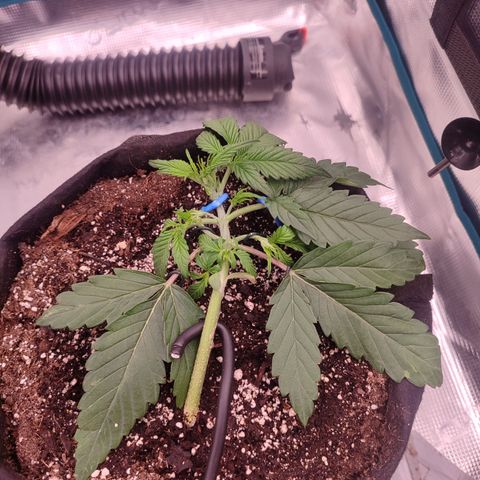 SUPER LEMON HAZE auto growlog timeline photo