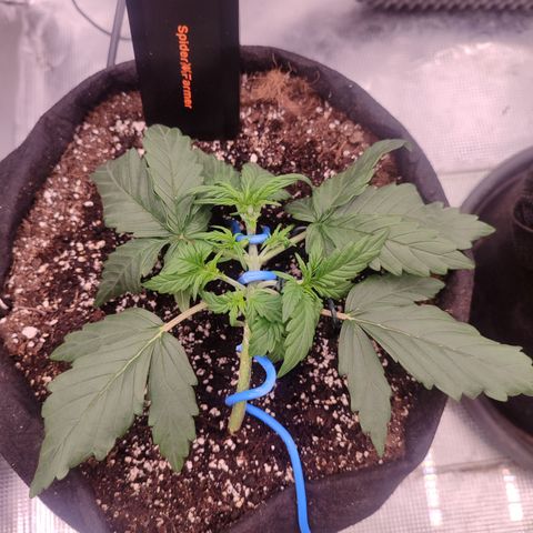 Green Gelato growlog timeline photo