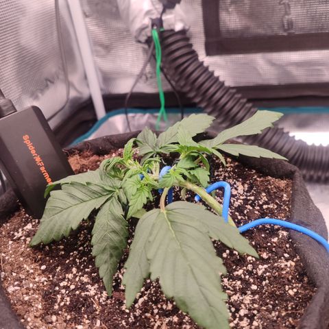 Green Gelato growlog timeline photo