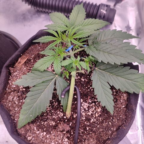 SUPER LEMON HAZE auto growlog timeline photo