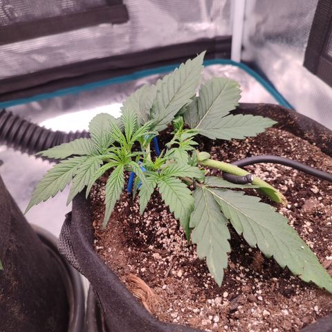 SUPER LEMON HAZE auto growlog timeline photo