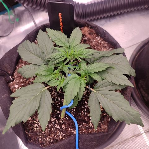 Green Gelato growlog timeline photo