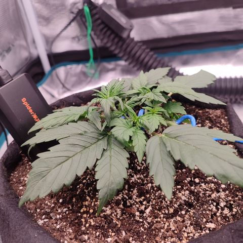 Green Gelato growlog timeline photo
