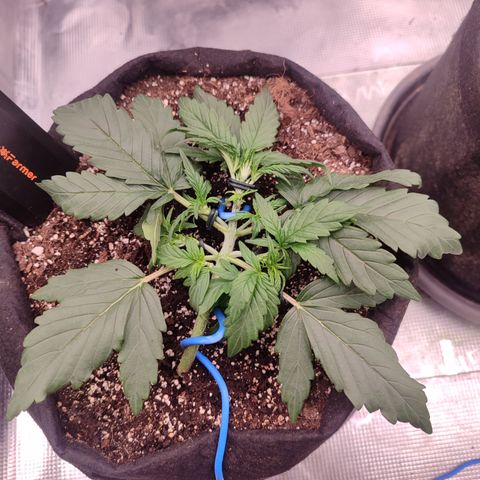 Green Gelato growlog timeline photo