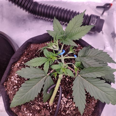 SUPER LEMON HAZE auto growlog timeline photo