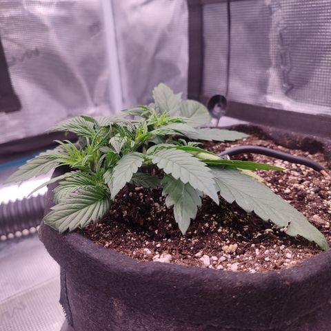SUPER LEMON HAZE auto growlog timeline photo