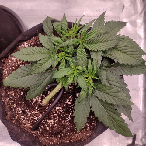 SUPER LEMON HAZE auto growlog timeline photo