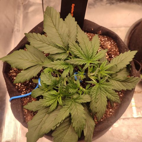 Green Gelato growlog timeline photo