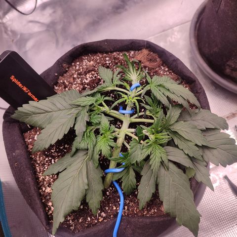 Green Gelato growlog timeline photo