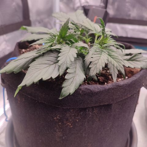 Green Gelato growlog timeline photo