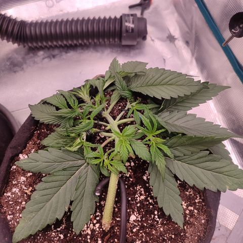 SUPER LEMON HAZE auto growlog timeline photo