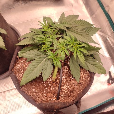 SUPER LEMON HAZE auto growlog timeline photo
