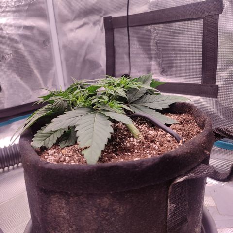 SUPER LEMON HAZE auto growlog timeline photo
