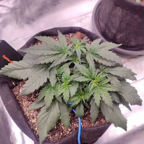 Green Gelato growlog timeline photo