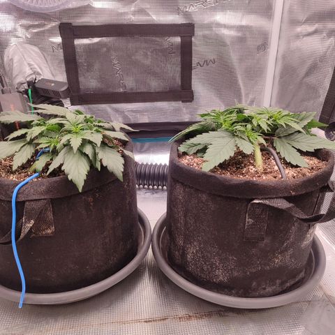 Green Gelato growlog timeline photo