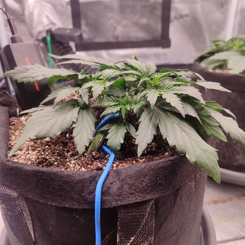 Green Gelato growlog timeline photo