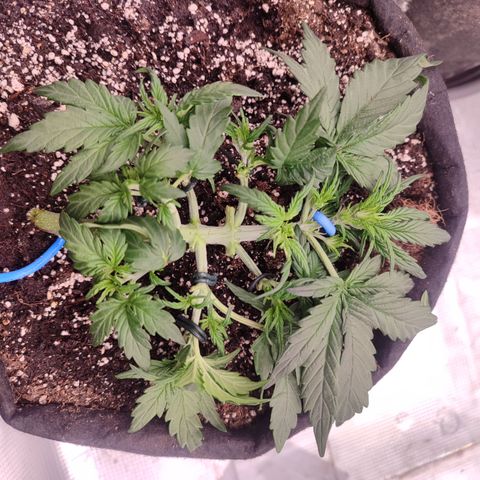 Green Gelato growlog timeline photo