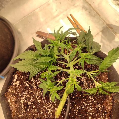 SUPER LEMON HAZE auto growlog timeline photo